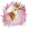 kätzchen,katze,katzenbaby,graffiti,malerei