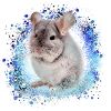 chinchilla,graffiti,malereir,blau,haustier,