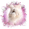 angora rabbit,rabbit, graffiti, pink,rabbit
