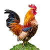 proud male rooster. Cropped,Chef icon