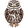 Little owl owl