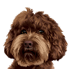 Schnoodle Doodle Dog