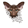 Orientalisch Kurzhaar Katze OKH Stubentiger
