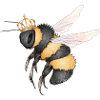 Zeichnung einer fliegenden Hummel mit Krone