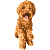 Goldendoodle Schnoodle