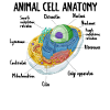 Anatomi af Animal Cell Biology Biolog Science