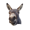 Matty der Esel Donkey Burro