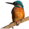 Eisvogel