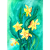 Daffodils
