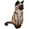 SiamEse Cat Siamese Cat
