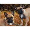 Bouledogues français dans la prairie