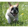 Go Bully Go French Bulldog