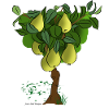 Pear Tree