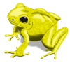 yellow poison arrow frog