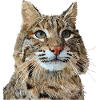Lynx