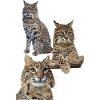 Luchs