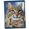 Lynx