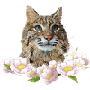 Lynx