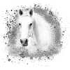 Schimmel, Pferd,weisses Pferd, Graffiti,haflinger