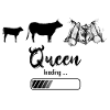 Herens cow, eringer, queen loading
