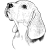 Beagle dog