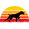 Drahtharr Dog Sunset Dogs