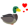 Duck Valentine's Day