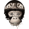 Chimpanse med retro motorcykel hjelm og beskyttelsesbriller