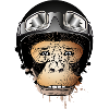 Monkey with retro motorcycle helmet and motorcycle goggles