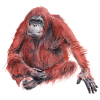 Orangutan