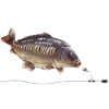 Spiegelkarpfen-Chod-Rig-Angeldesign
