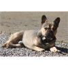 French Bulldog Devil little Molosser