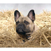 French Bulldog Farm Holidays