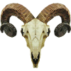 Ram's skull