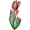 Spring Tulip
