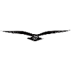 Elegant flying eagle
