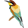 Bee-eater illustration