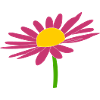 Margarites rose