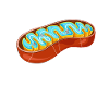 Mitochondria Cell Biology Biologist Science