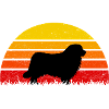 Chiens de Terre-Neuve Sunset