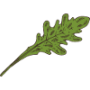Arugula Salad Salad Leaf
