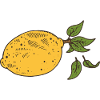 Lemon Lemon Tree Fruit lemon