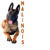 Malinois - idée cadeau