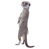 upright meerkat