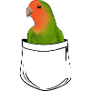 pocket lovebirds