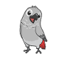 Kawaii Grey Parrot