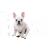 Le Boss Français Bulldog