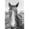 das Pferd