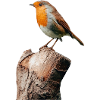 Robin