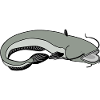 Catfish